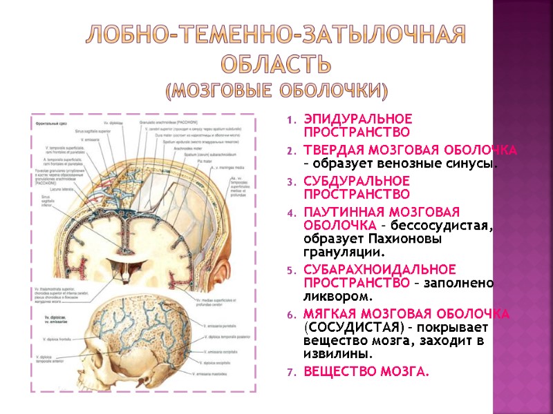 Лобно-теменно-затылочная область (мозговые оболочки) ЭПИДУРАЛЬНОЕ ПРОСТРАНСТВО ТВЕРДАЯ МОЗГОВАЯ ОБОЛОЧКА – образует венозные синусы. СУБДУРАЛЬНОЕ Лобно-теменно-затылочная область (мозговые оболочки) ЭПИДУРАЛЬНОЕ ПРОСТРАНСТВО ТВЕРДАЯ МОЗГОВАЯ ОБОЛОЧКА – образует венозные синусы. СУБДУРАЛЬНОЕ